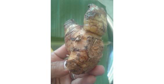 Isen Unsur Penting Ramuan Obat Medis dan Nonmedis