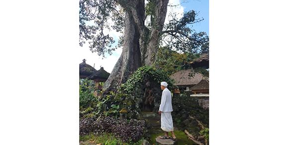 Pura Dalem Panunggekan ; Ada Gegumuk  Misterius dan Pohon Obat (2)