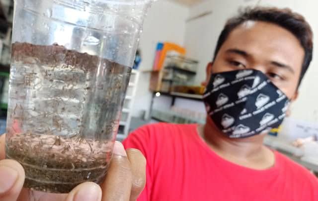 Jual Jentik Nyamuk, Raup Untung Rp 500 Ribu Sehari
