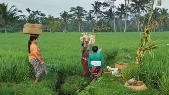 Kisah Desa Kenderan Berawal dari Istana Dewa Indra