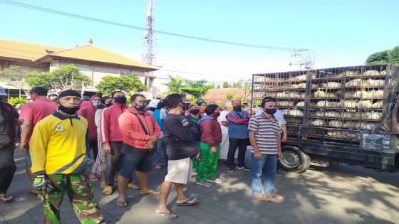 Respon Pemerintah Lamban, Peternak Bali Gratiskan Ratusan Ayam