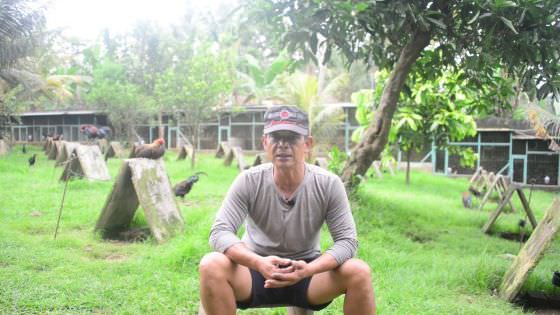 Kurangi Populasi, Peternak Ayam Aduan Impor Mencoba Bertahan 