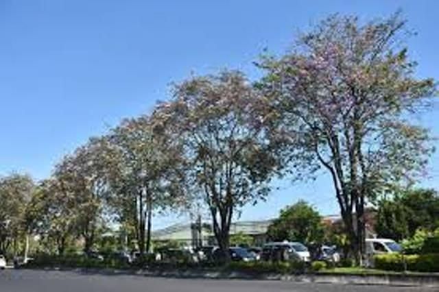 Percantik Wilayah, Kelurahan Panjer Tanam 50 Pohon Tabebuya