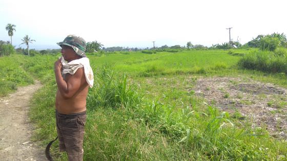 Cegah Alih Fungsi Lahan, Subak di Gianyar Tolak Investor
