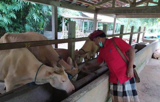 Warga Taro Khawatir dengan Pelestarian Lembu Putih, Ini Penyebabnya