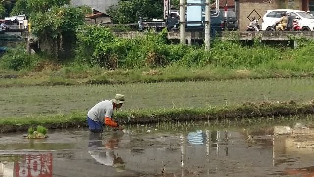 Lontar Dharma Pemacul; Acuan Petani Bali dalam Bercocok Tanam