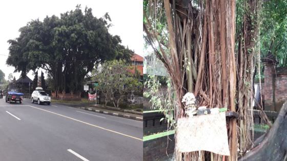 Dianugerahi Bhagawan Salukat, Pohon Beringin Wajib Hadirkan Kedamaian