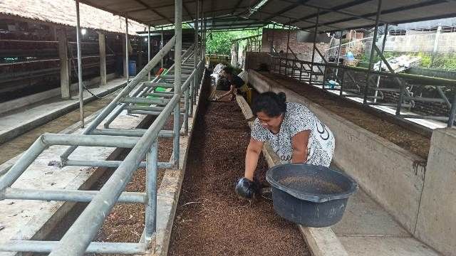 Urai Kotoran Ayam dengan Maggot; Hasilkan Pupuk dan Pakan Ikan