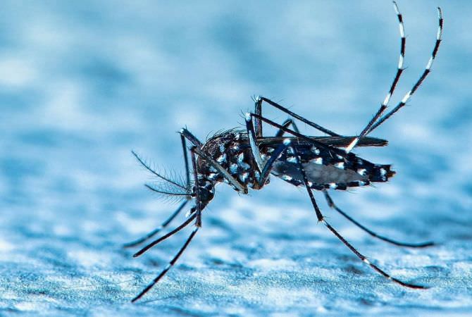 Tahun 2020 Bali Dinyatakan Bebas Malaria