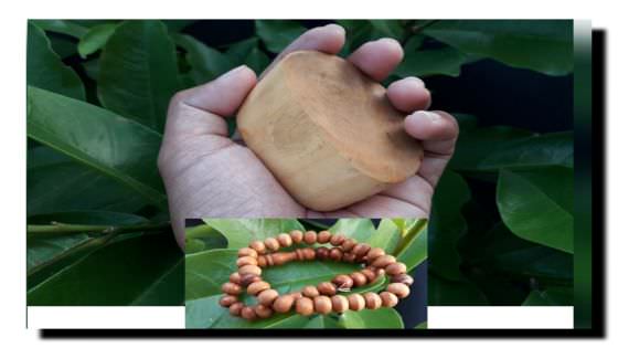 Cendana Kayu Prabhu Simbol Paramasiwa, Gaharu Simbol Sadasiwa
