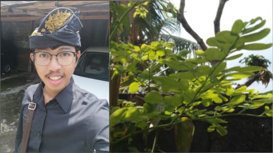 Ini Cara Meramu Kelor, Daun Sakti Berkhasiat Obati Mata