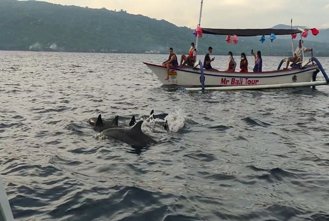 Meski Pandemi, Wisata Lumba-lumba Masih Diminati