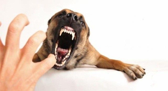 ilustrasi rabies
