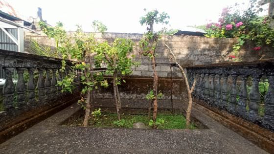 Ini Isyarat Bila Pohon Dapdap Sanggah Kamulan Mati