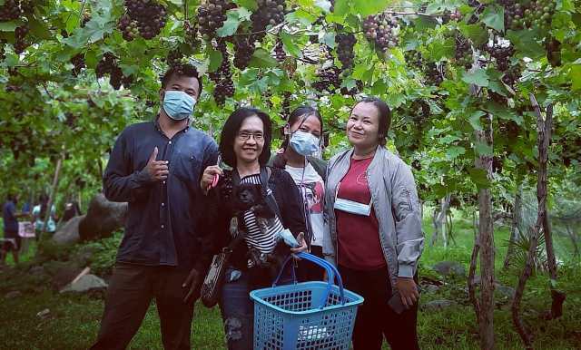 Lahan Tandus di Bunutan Disulap Jadi Kebun Anggur; Ramai Dikunjungi