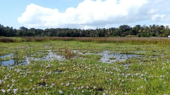 Mati Suri, Warga Menantikan Pengerukan Danau Yeh Malet 