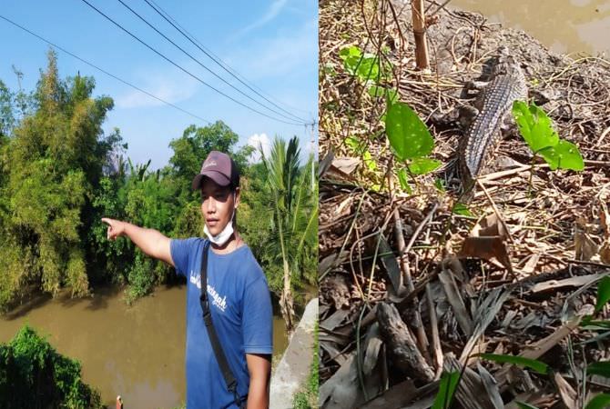 Ngeri, Buaya Sepanjang 2 Meter Ditemukan di Muara Sungai Sangsang