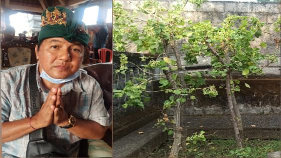Sanggah Kamulan di Desa Les  Wajib Gunakan Pohon Dapdap