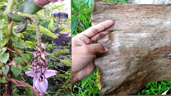 Belajar dari Nilai Filosopi Pisang, Hidup Mati Semua Berarti
