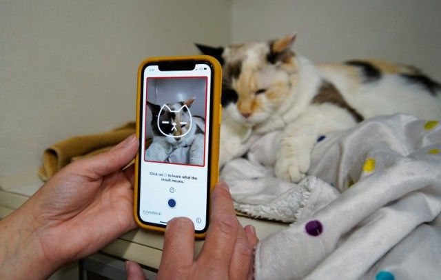 Mau Tahu Kucing Anda Bahagia? Gunakan Aplikasi Ini