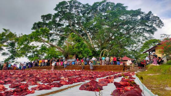 Nyedaang Duwe, Potong Sapi Liar Simbol Kemakmuran Desa Tambakan