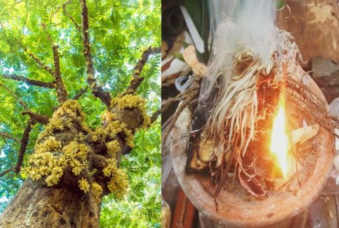 Pohon Majegau, Memiliki Kedudukan Tinggi, Asap untuk Nedunang Bhatara