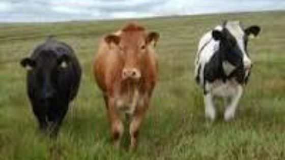 Usada Sato (3) : Ini Ciri Banteng Utama