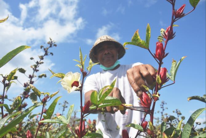 Made Tanu Kantongi Rp 600 Ribu Seminggu dari Panen Tanaman Rosella