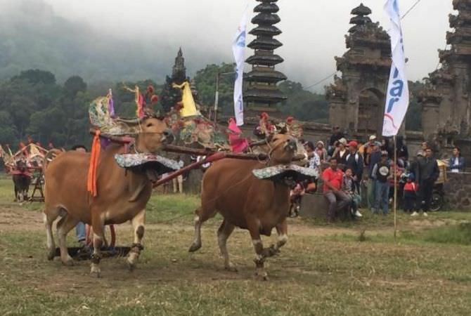 Sering Dipakai Naur Sesangi, Diyakini Berikan Panen Berlimpah
