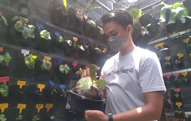Awalnya Hobi, Kini Putu Wijaya Jual Tamanan hingga ke Luar Negeri