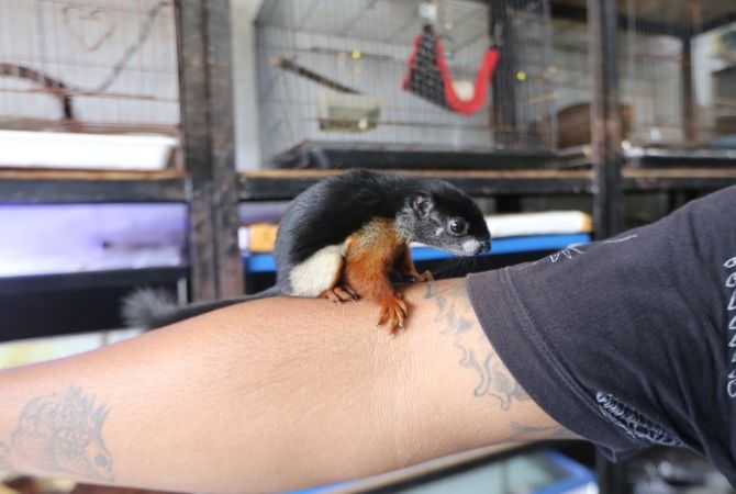 Langka, Tupai Tiga Warna Seharga Rp 3 Juta Perekor