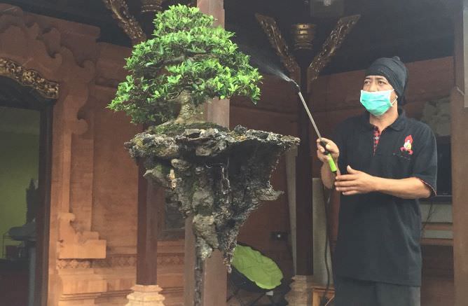Membuat Bonsai Melayang, Sudimayasa Terinspirasi Kartun Avatar
