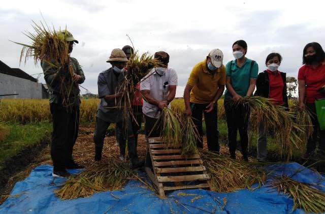 ALC Panen Padi Go Organic Perdana di Subak Lungatad
