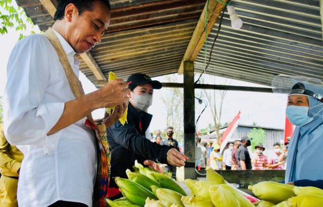 Pakai Noken, Presiden Jokowi Makan Jagung Rebus di Pinggir Jalan