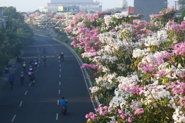 Tabebuya, Tanaman Brasil Kembali Mekar, Bikin Surabaya Tambah Cantik