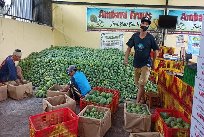 Harga Mangga Anjlok ke Titik Terendah, Petani Harap Solusi Pemerintah
