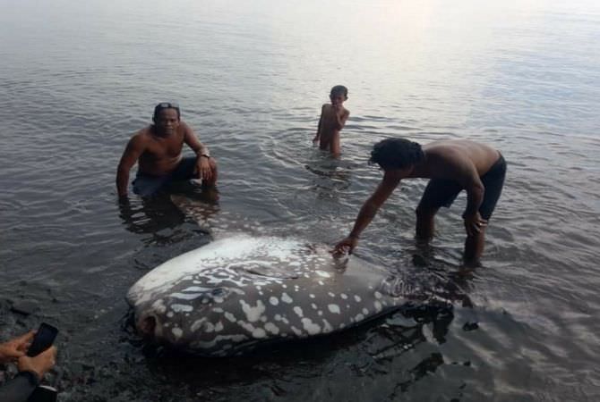 Mola-mola 150 Tahun Terdampar di Pantai Penarukan