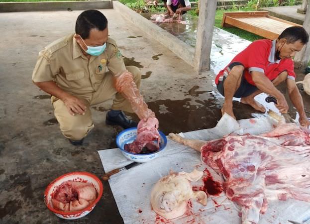 Pastikan Aman Dikonsumsi, Petugas Cek Tempat Pemotongan Babi