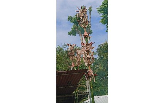 Ritual Nyerimpen Pedawa; Sate Dipajang di Atap Rumah, Ini Maknanya