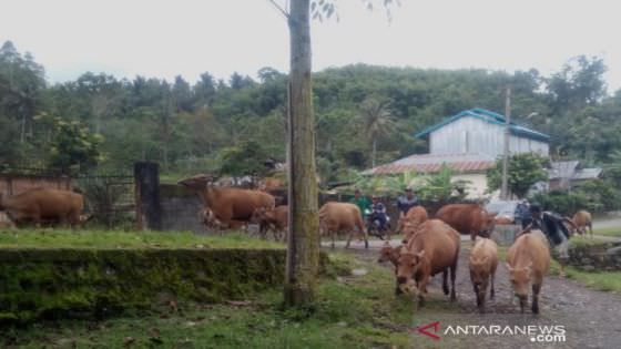 Virus Jembrana Serang Sapi Bali di Curup