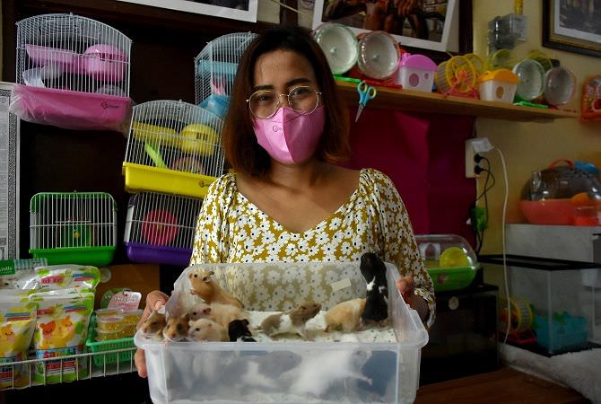 Berawal Dari Dua Ekor, Kini Niti Ternak 800 Ekor Hamster