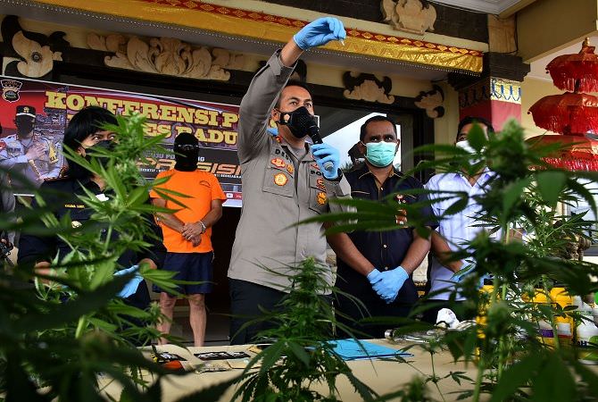 Ditangkap Karena Bercocok Tanam, Ternyata Bule Spanyol Tanam Ganja