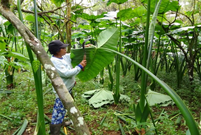 MENJANJIKAN : Panen Talas Beneng di Gianyar beberapa waktu lalu.
