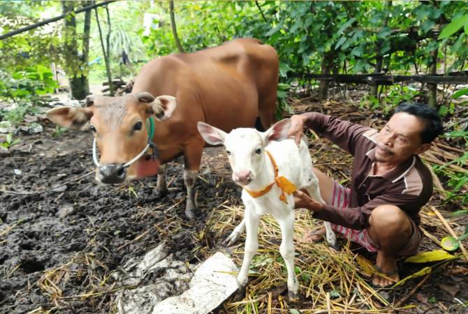 SAPI ALBINO : I Ketut Wintra,62 bersama anak sapi albino miliknya yang lahir pada Selasa (18/1). (Gde Riantory/Bali Express)
