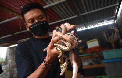 CUAN: Peternakan ular piton yang digeluti Oka Widiartana di Denpasar.