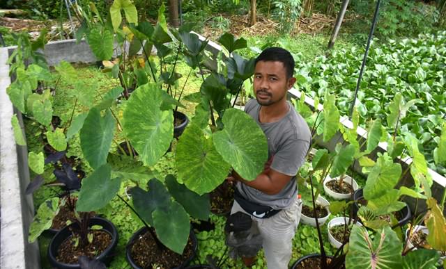 JUTAAN : Budiarsana ditengah kebun tanaman hias keladi – keladian, jenis tertentu bisa tembus harga Rp 20 juta. (AGUNG BAYU/BALI EXPRESS)