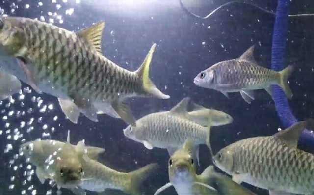 IKAN DEWA : Ikan dewa atau Tor Soro kerap dikaitkan dengan banyak mitos.