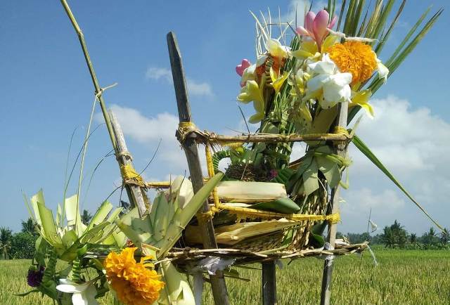 UPACARA: Salah satu  upacara di sawah adalah Ngadegang Dewa Nini di sawah. (ISTIMEWA)