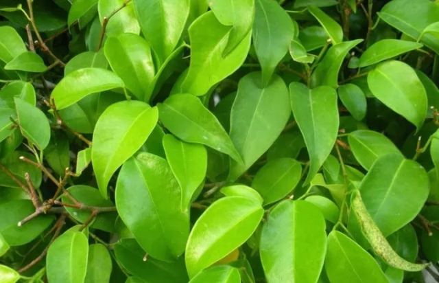 SPESIAL: Daun beringin sangat special dalam berbagai ritual umat Hindu di Bali. (ISTIMEWA)