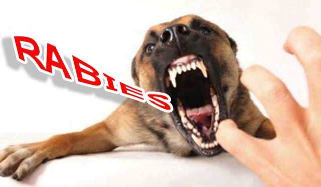 ilustrasi-rabies